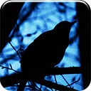 Black Bird Chrome extension download