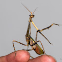 Unicorn mantis