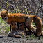 Red Fox -Mother nursing kits