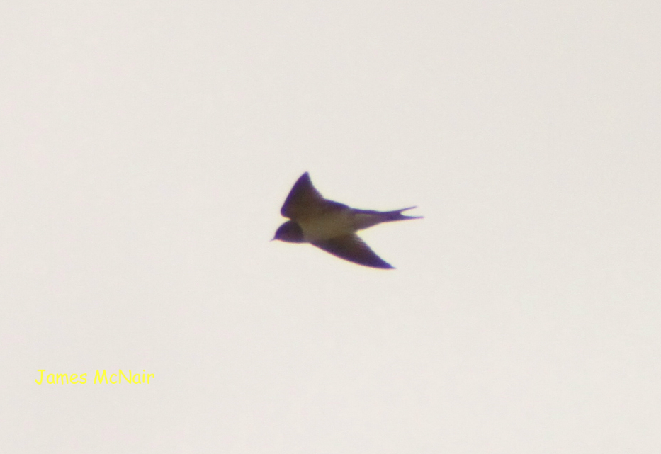 Barn Swallow