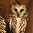 Northern Saw-whet Owl