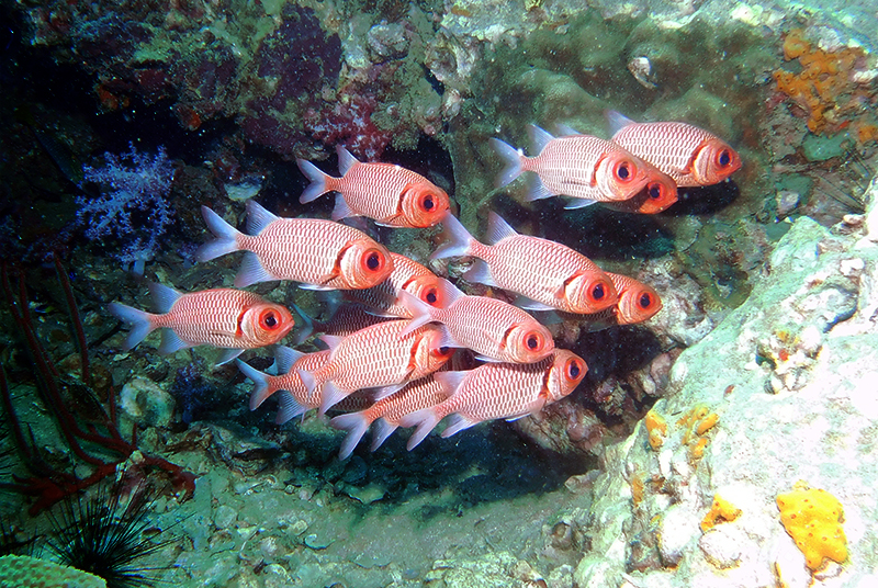 Doubletooth soldierfish