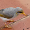 Yellowthroated Miner