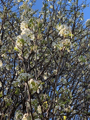 Callery pear