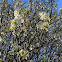 Callery pear