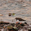 Ruddy Turnstone