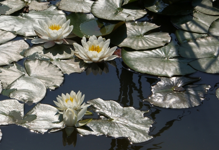 Ricordando Monet di mariarosa-bc