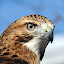 Hawk - New Tab in HD