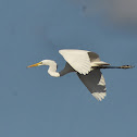 Great egret