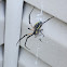 Black and Yellow Garden Spider