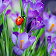 Macro Spring Live Wallpaper icon