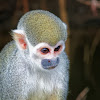 Macaco-de-cheiro (Common Squirrel Monkey)