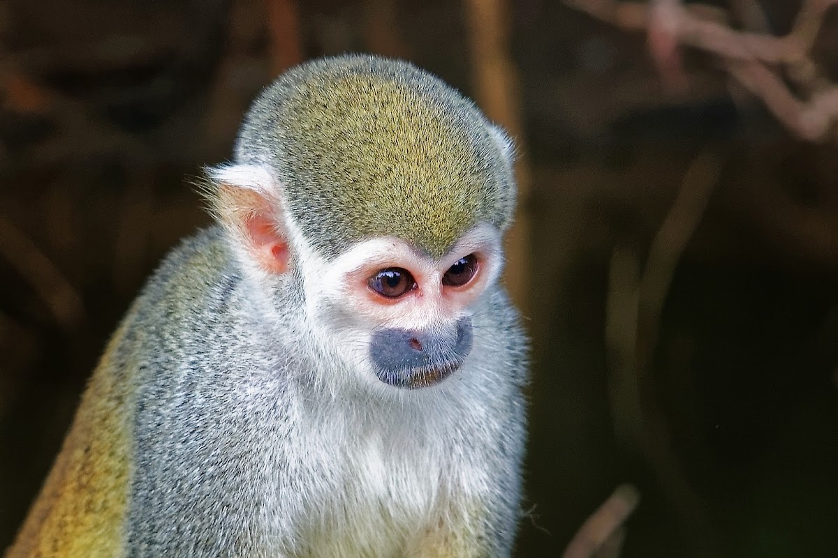 Macaco-de-cheiro (Common Squirrel Monkey)