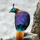 Himalayan Monal