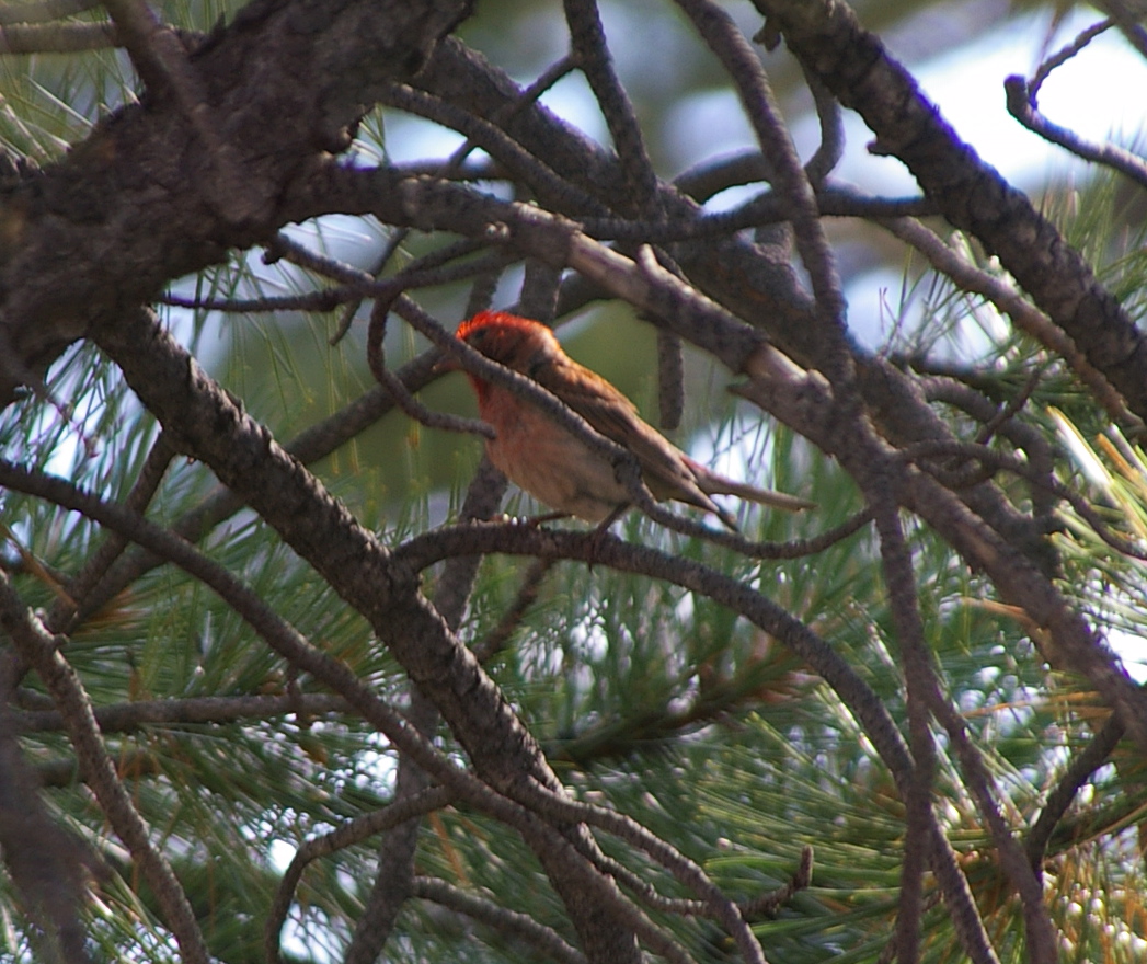 Cassin's Finch