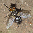 Tachinid Fly