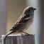 House Sparrow