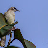 Yellow-Vented Bulbul