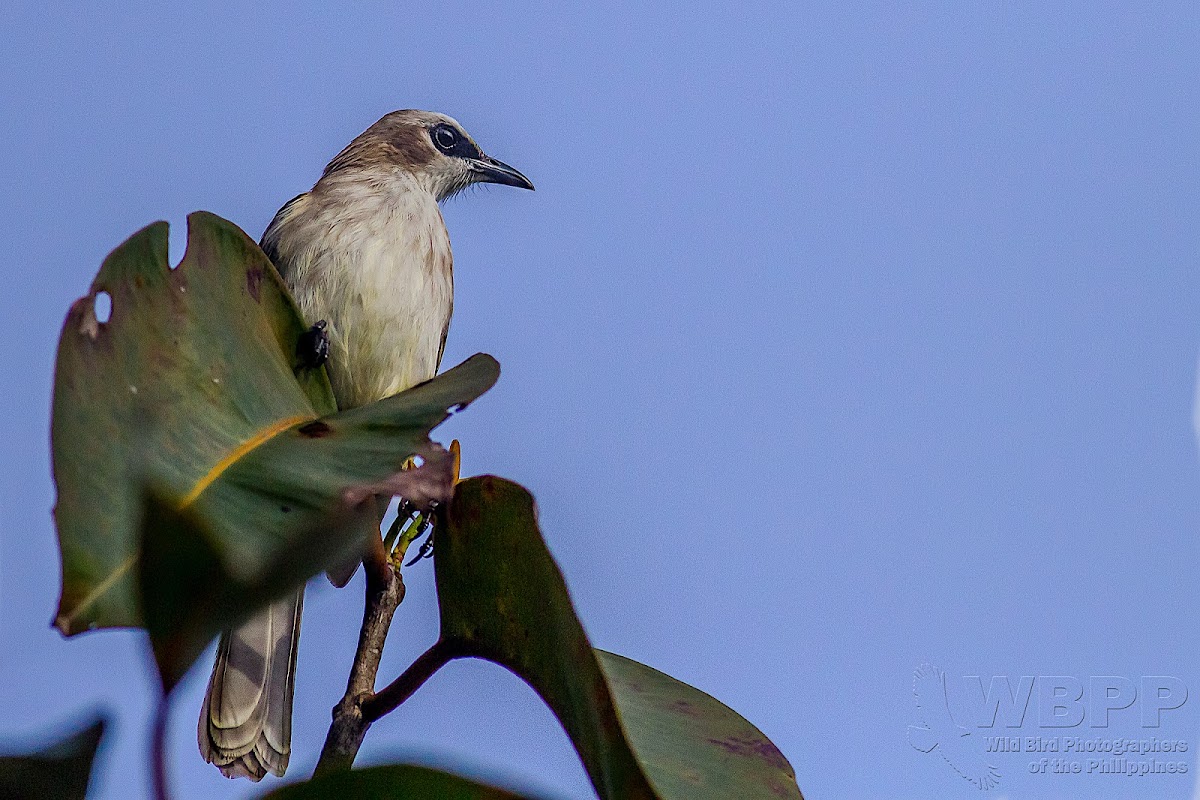 Yellow-Vented Bulbul