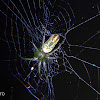 Orchard spider