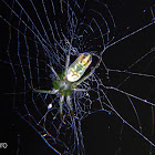 Orchard spider