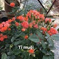 Hạt Giống Hoa Hồng Tỉ Muội Mix Đủ Màu (Gói 10 Hạt, Tặng Kèm Phân)