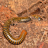 Millipede