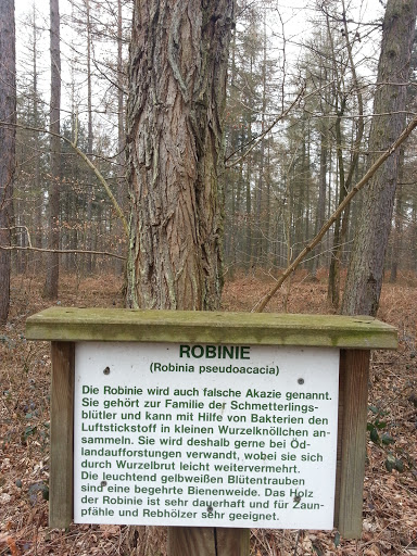 Robinie