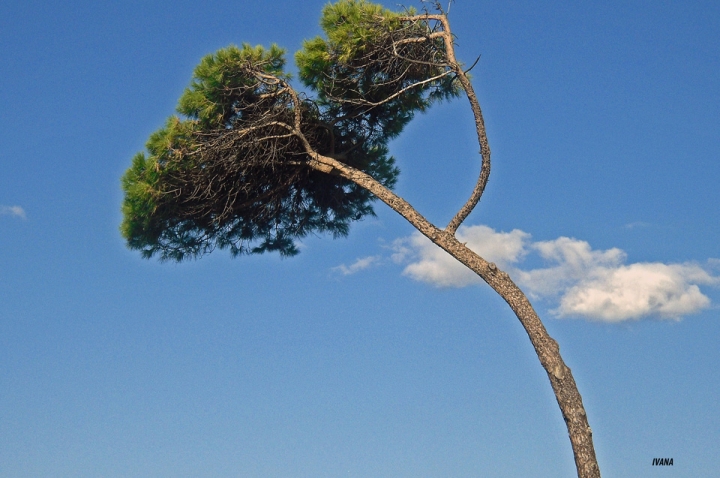 L'inchino di un albero di ivana60