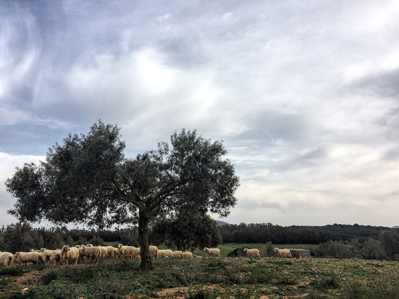 Campagna primaverile  di BeatriceRuiu