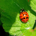 Multicolored Asian Lady Beetle