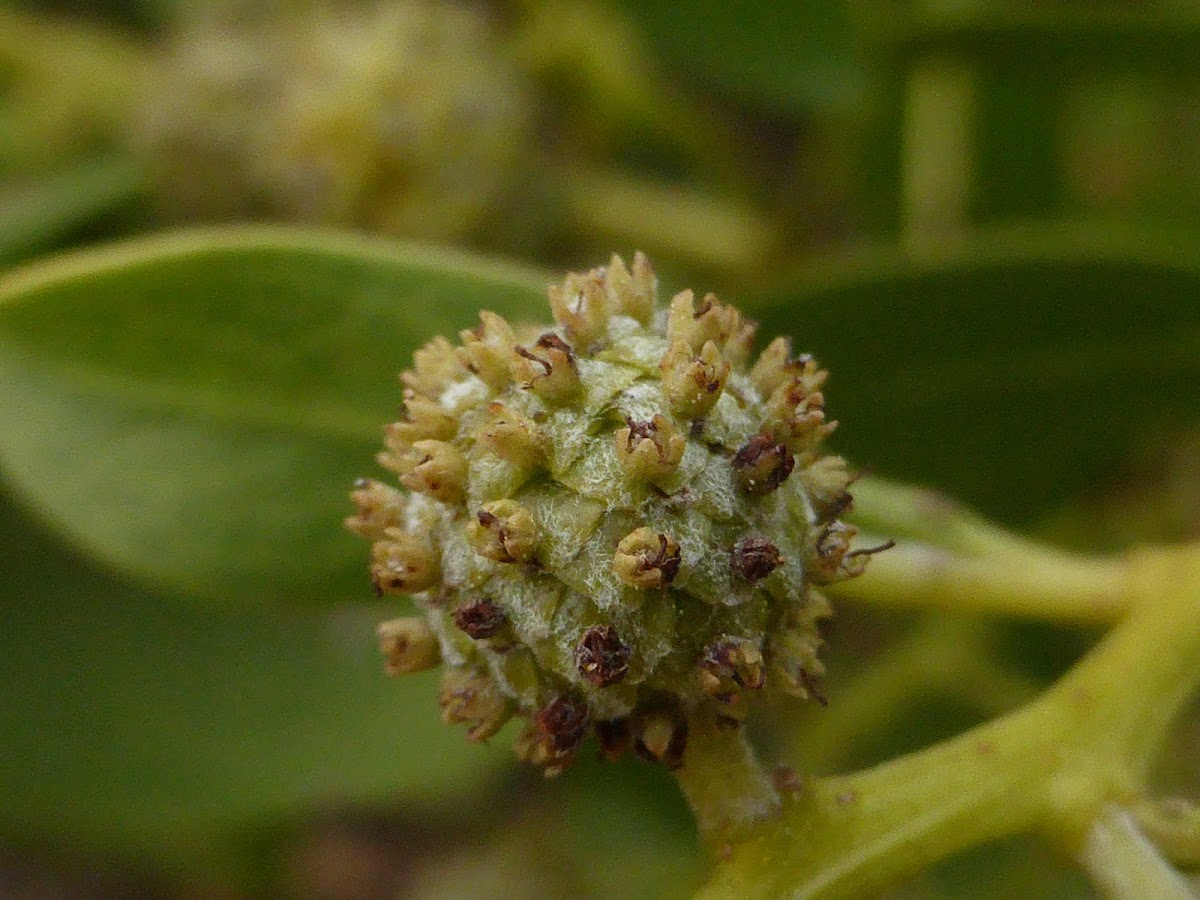 Button Mangrove