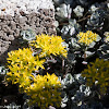 Goldmass Stonecrop