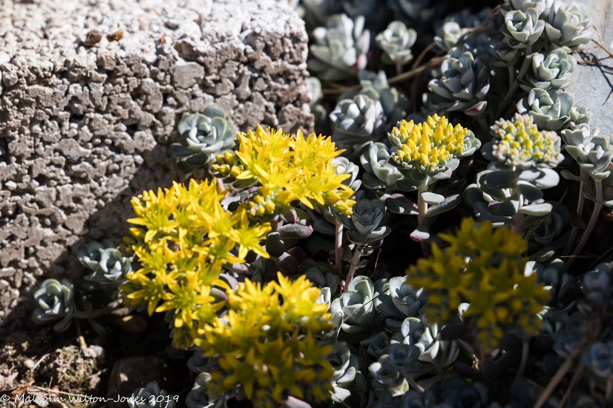 Goldmass Stonecrop