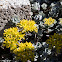 Goldmass Stonecrop