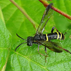 Noble Wasp-Sawfly