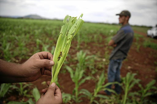 A fall armyworm invasion could be disastrous for South Africa if effective action is not taken soon. File photo