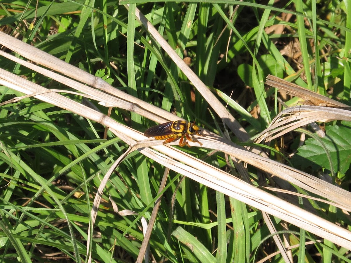 Texas Robberfly