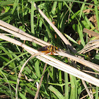 Texas Robberfly