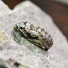 Variegated Fritillary Chrysalis