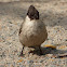 Sooty-headed Bulbul