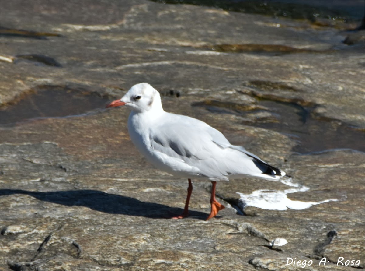 Brown-hooded Gull