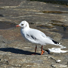 Brown-hooded Gull