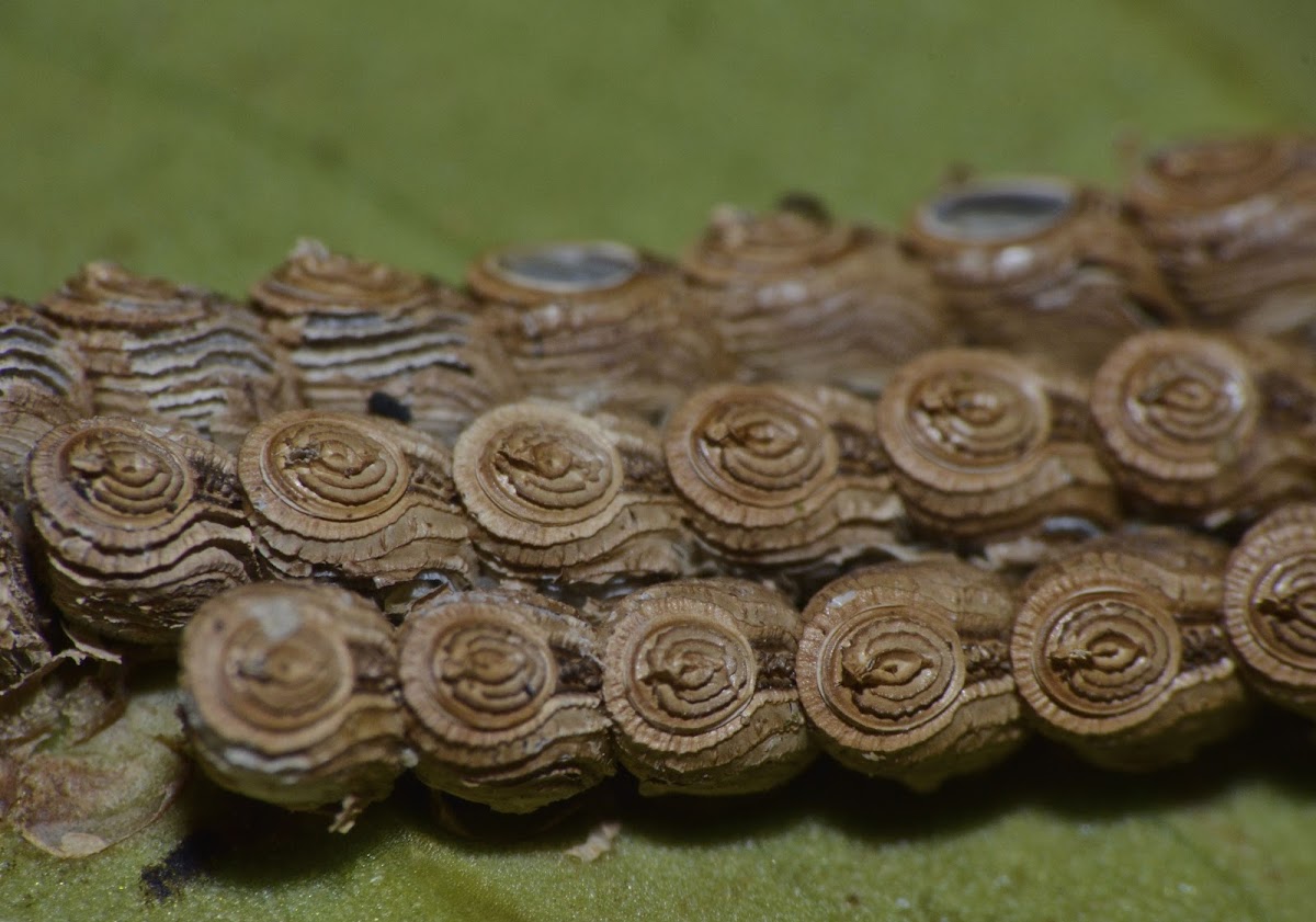 Eggs of Phasmids