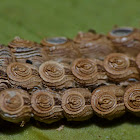 Eggs of Phasmids