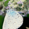 Gossamer-winged Butterflies