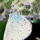 Gossamer-winged Butterflies