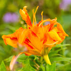 orange day-lily, tawny daylily, corn lily, tiger daylily, fulvous daylily, ditch lily, Fourth of July lily, railroad daylily, roadside daylily, outhouse lily, wash-house lily