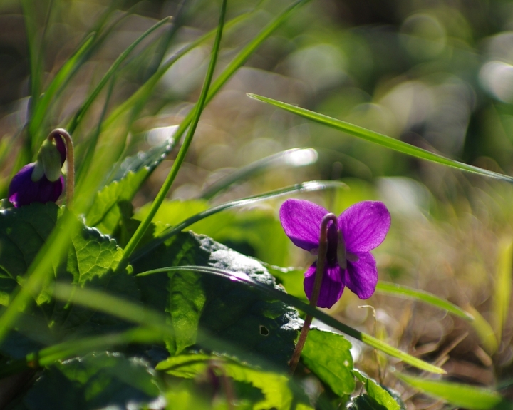 Violetta di korp65