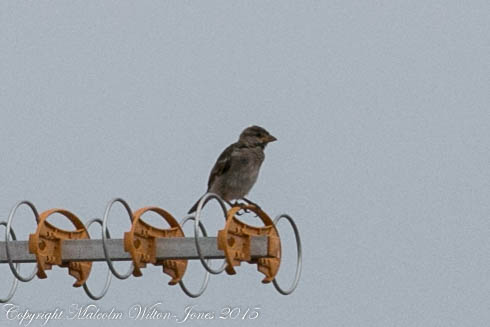 House Sparrow; Gorrión Común